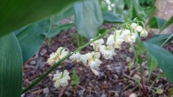 Convallaria majalis 'Prolificans'